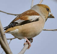 Hawfinch