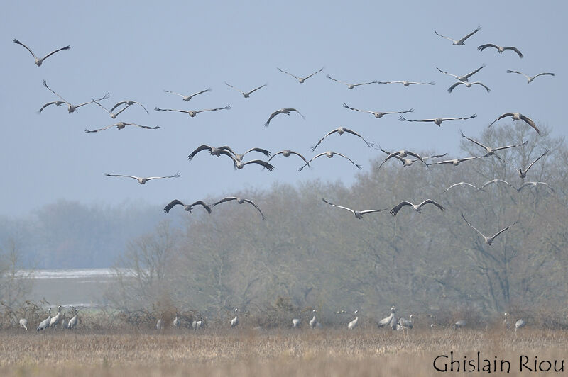 Common Crane