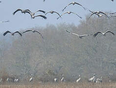 Common Crane