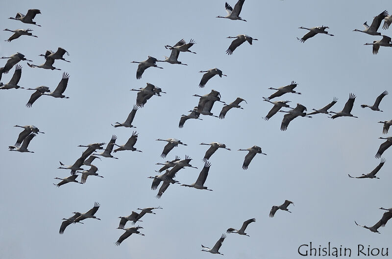 Common Crane