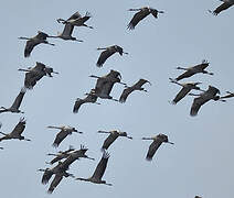 Common Crane