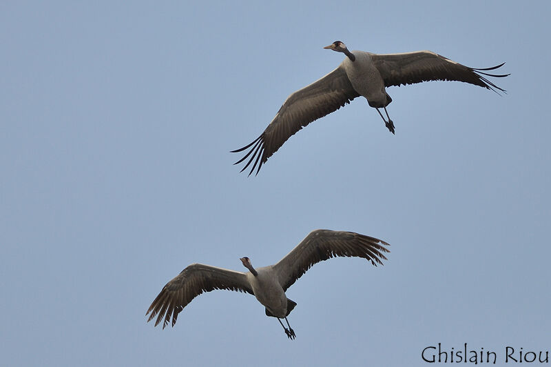 Common Crane