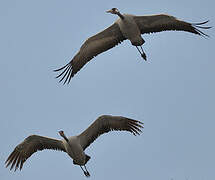 Common Crane