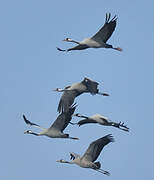 Common Crane