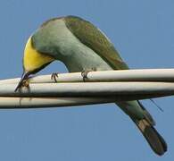 European Bee-eater