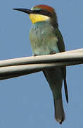 European Bee-eater