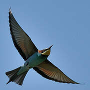 European Bee-eater