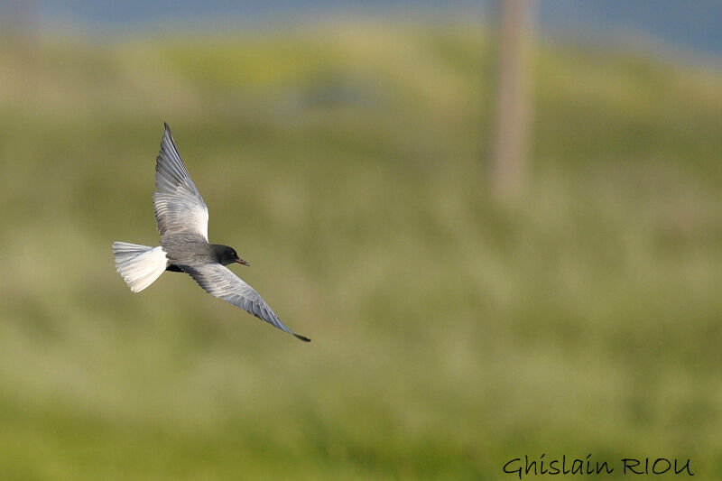 White-winged Tern