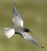 White-winged Tern