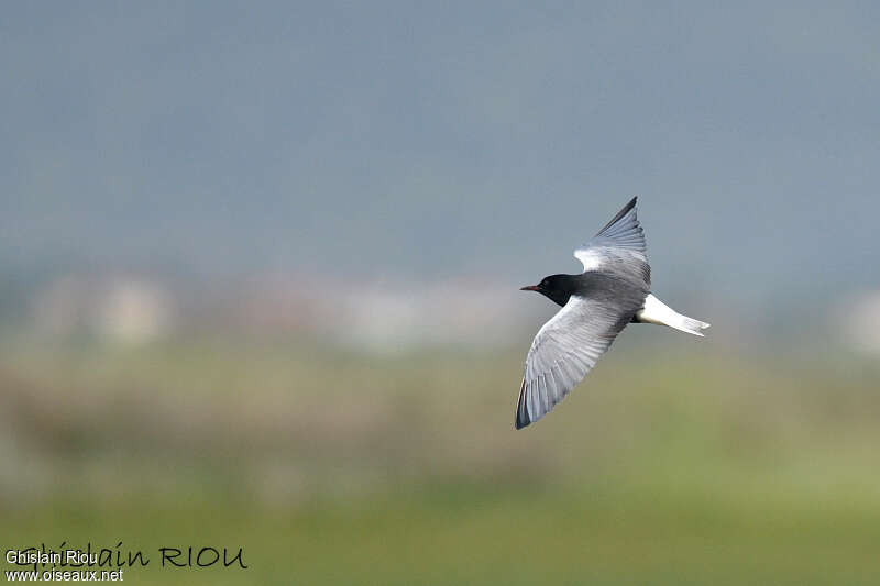 White-winged Ternadult, pigmentation, Flight