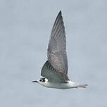 Guifette leucoptère