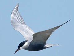 Whiskered Tern