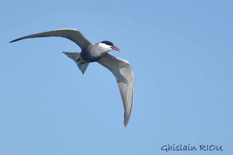 Whiskered Tern