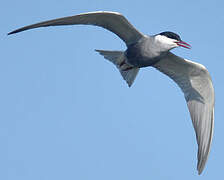 Whiskered Tern