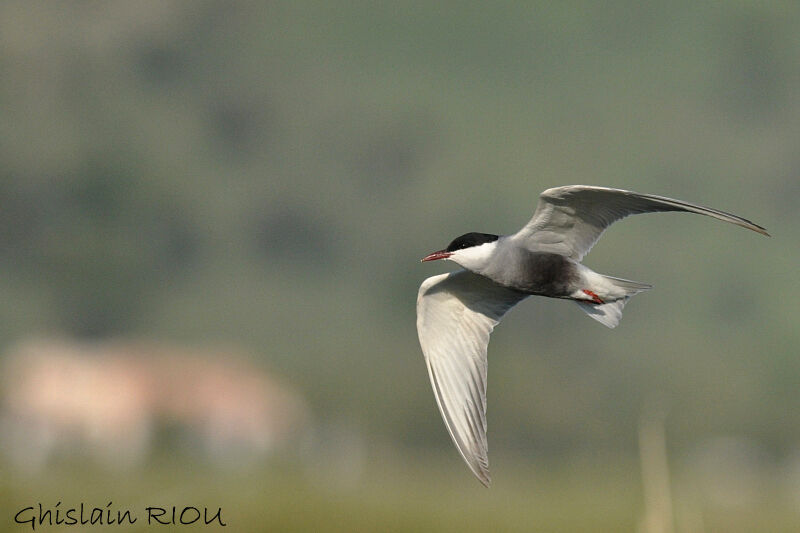 Whiskered Tern