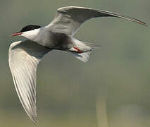 Whiskered Tern