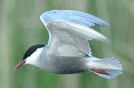 Whiskered Tern