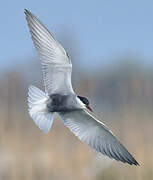 Whiskered Tern