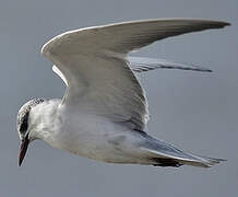 Whiskered Tern