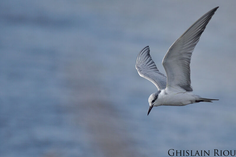 Whiskered Ternadult post breeding, Flight, fishing/hunting