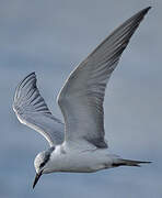 Whiskered Tern