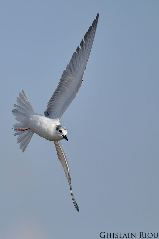 Whiskered Tern