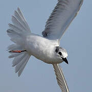 Whiskered Tern