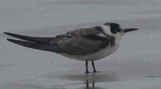 Black Tern