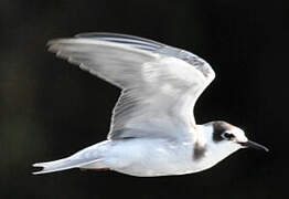 Black Tern