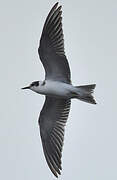 Black Tern