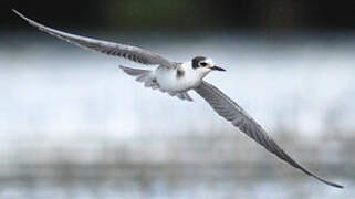 Black Tern