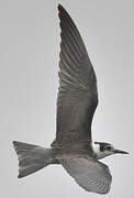 Black Tern