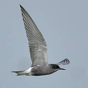 Black Tern