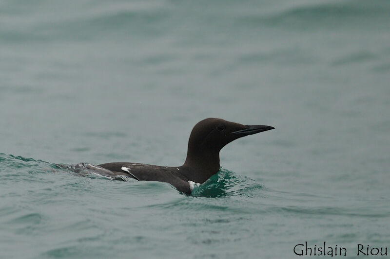 Guillemot de Troïladulte nuptial