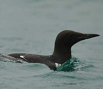 Common Murre