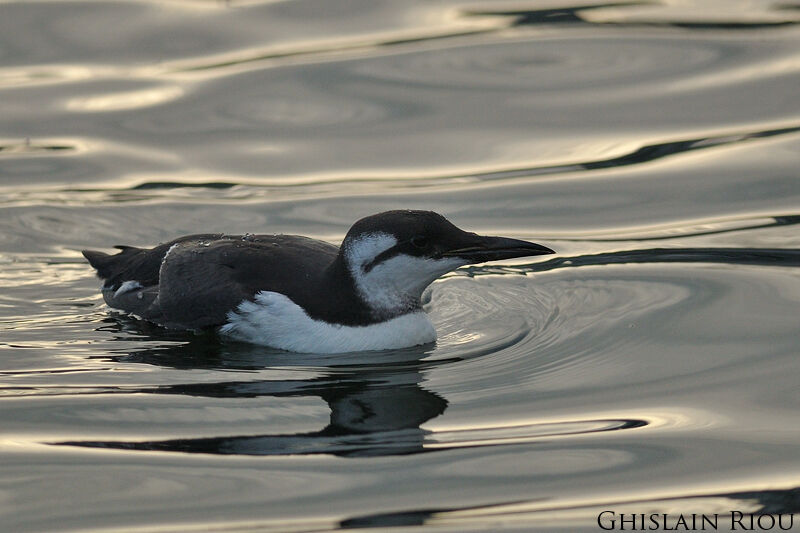 Common Murre