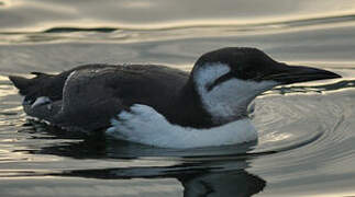 Guillemot de Troïl