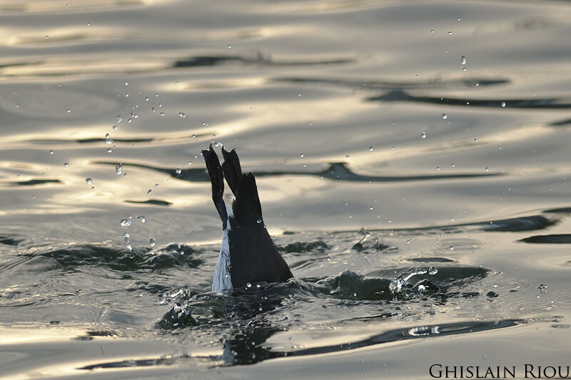 Guillemot de Troïl