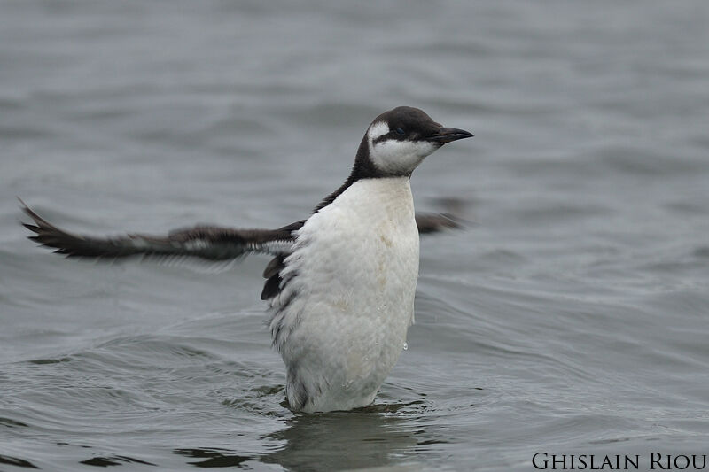 Common Murre