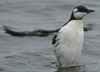 Guillemot de Troïl