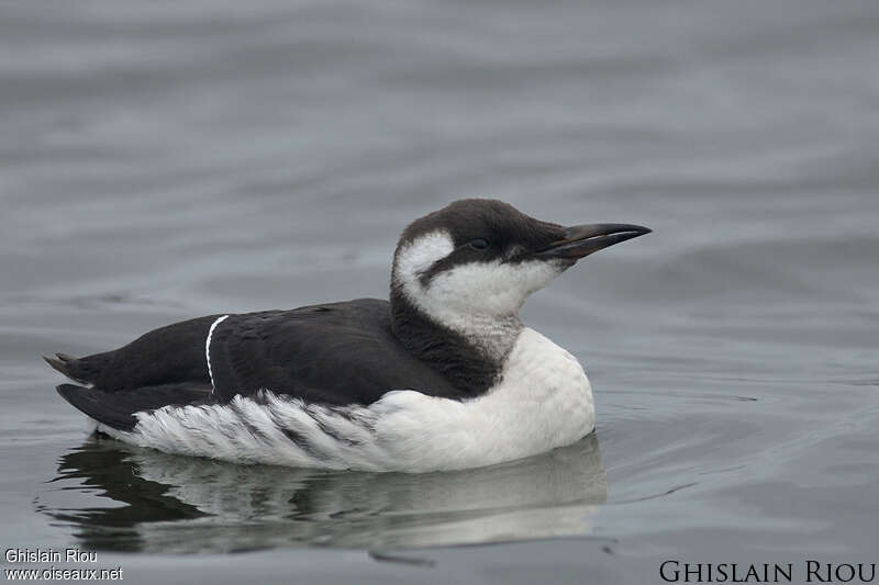 Guillemot de Troïl1ère année, identification