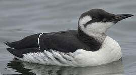 Guillemot de Troïl