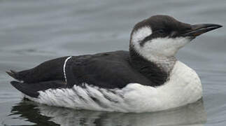 Common Murre