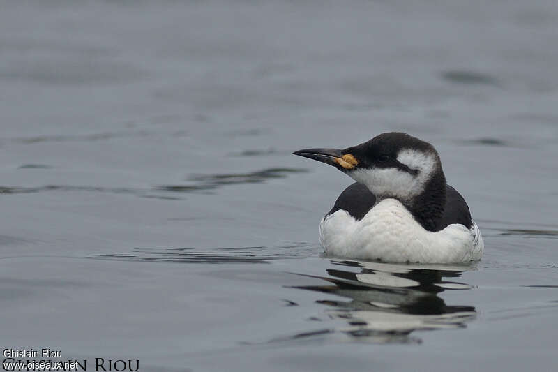 Guillemot de Troïlimmature, identification