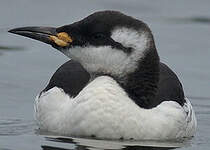 Guillemot de Troïl