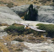 Bearded Vulture