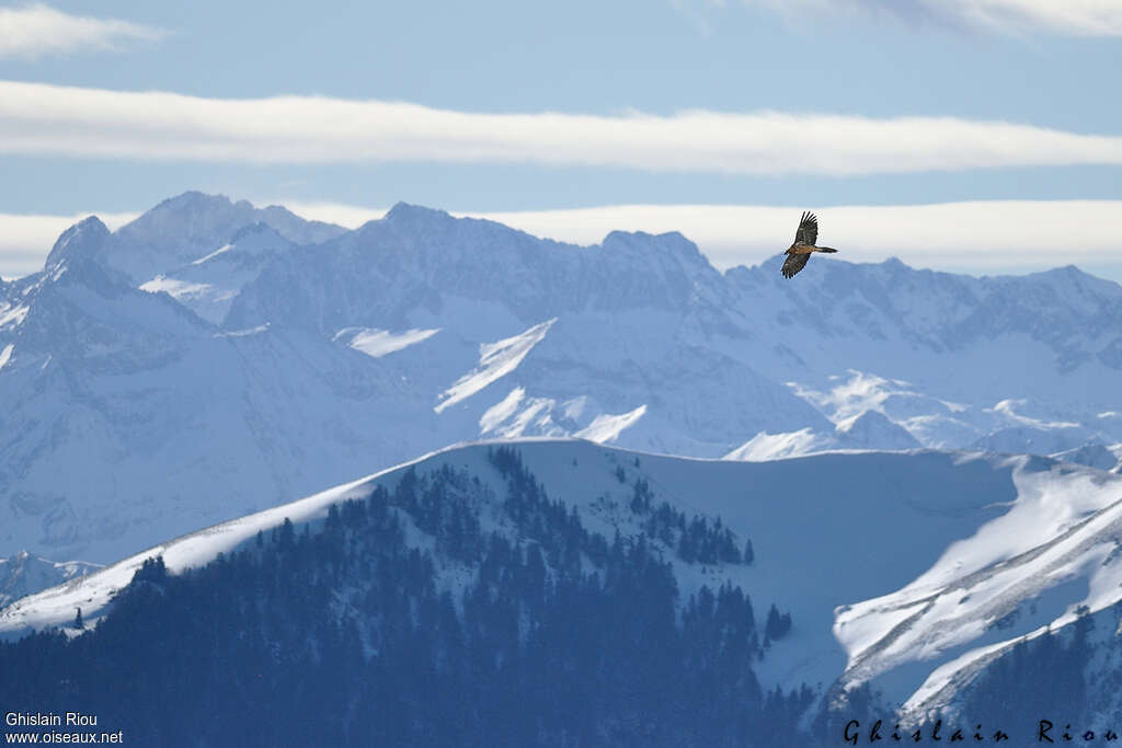 Bearded Vultureadult, Flight