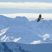 Bearded Vulture