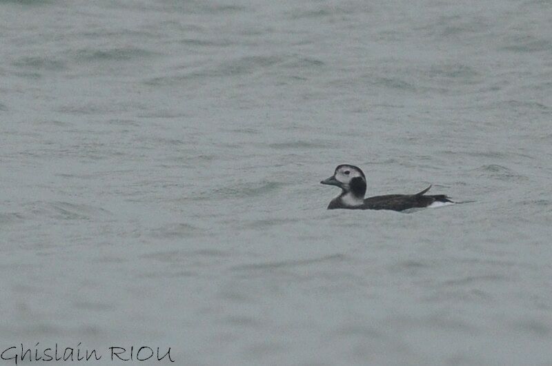 Long-tailed Duck female