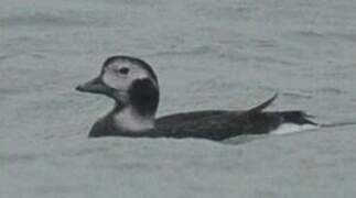 Long-tailed Duck